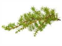 shutterstock_2365471291_juniper branch_kadiķa zars.jpg
