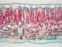 Shutterstock_772267624_cottong leaf_kokvilnas lapa.jpg