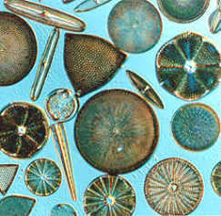 contoh-Bacillariophyceae-diatoms.png