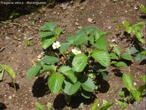 Fragaria vesca - Morangueiro.jpg