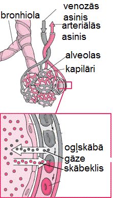 PUL_gas_exchange_alveolara.gif