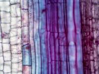 Shutterstock_1581385090_plant tissue_augu audi.jpg