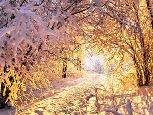 Shutterstock_1716478381_snowy forest_sniegains mežs.jpg