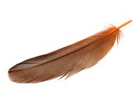 Shutterstock_2284409009_lidspalva.jpg
