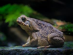 Shutterstock_1833108676_toad_krupis.jpg