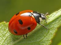 Shutterstock_1554052730_ladybug_bizmārīte.jpg
