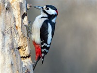shutterstock_2376278315_woodpecker_dzenis.jpg