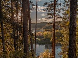 shutterstock_2526706393_fir tree forest_skuju koku mežs.jpg
