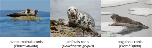 YCUZD_261014_6873_Dzīvnieku sistēma_12.png