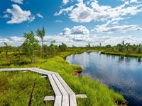 Shutterstock_2452618853_Kemeri bog_Ķemeru purvs.jpg