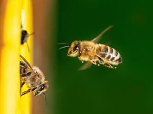 Shutterstock_1765403255_bees flying to the hive_bites lido uz stropu.jpg