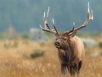 shutterstock_2124673952_deer_briedis.jpg