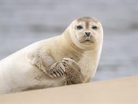 shutterstock_2418950083_seal_ronis.jpg