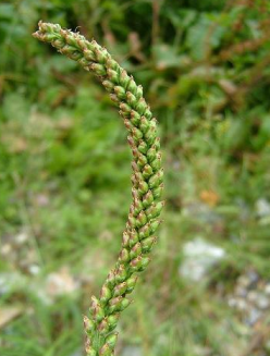 plantago_major_subsp_intermedia_greater_plantain_capsules_01-07-07.png
