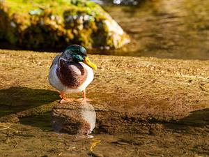shutterstock_2583422087_Mallard duck male_Meža pīļu tēviņš.jpg