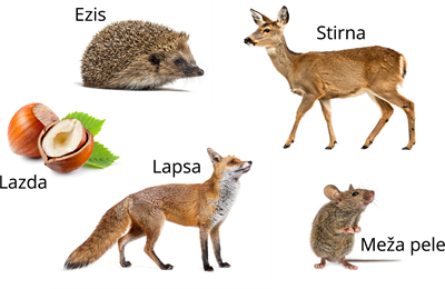 YCUZD_260825_8488_barības ķēde_3.png