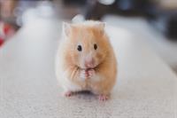 hamster-pix.jpg