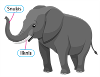 SNUĶIS_ILKNIS.png