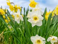 shutterstock_2281864869_daffodil_narcises.jpg