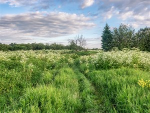 Shutterstock_1964860327_meadow_pļava.jpg