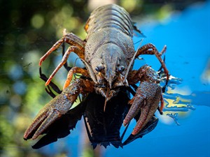 shutterstock_2488861229_crayfish_vēzis.jpg