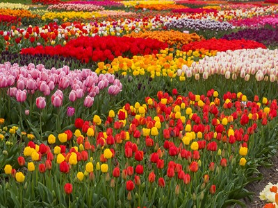 shutterstock_2578025769_tulips field_tulpju lauks.jpg