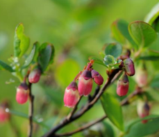 ane-vaccinium-uliginosum-00989.png