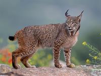 shutterstock_2449464411_lynx_lūsis.jpg