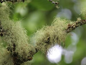 Shutterstock_1270243366_Usnejas_Usnea.jpg