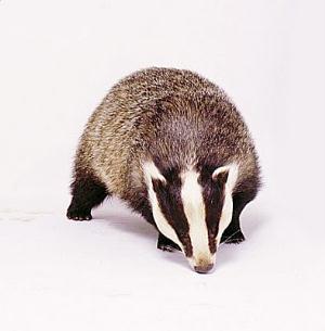 Badger.JPG