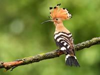 Shutterstock_1121599769_hoopoe_stīpiņa.jpg