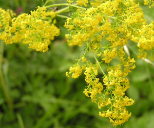 brocika prava - cvat.png