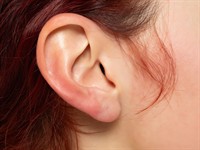 shutterstock_2446304031_ear_auss.jpg