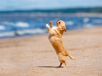 Shutterstock_298340960_dog dancing_suns dejo.jpg