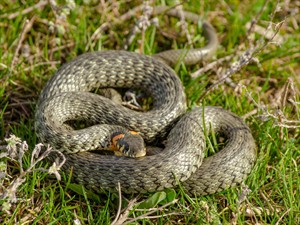 shutterstock_1672761958_Grass snake_Parastais zalktis.jpg