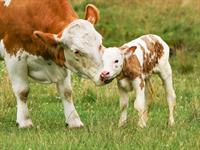 shutterstock_2411080037_cow with calf_govs ar teliņu.jpg