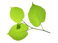 shutterstock_671317951_linden leaves_liepas lapas.jpg