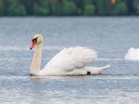 shutterstock_2497298895_swan_gulbis.jpg