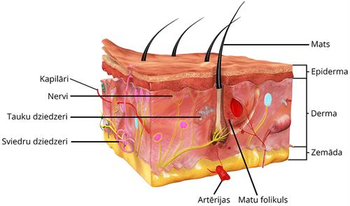 YCUZD_20230807_5433_ādas uzbūve.jpg