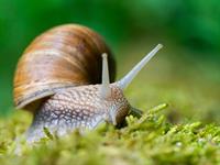 shutterstock_2468684359_snail_gliemezis.jpg