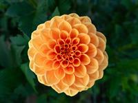 shutterstock_2488894925_dahlia_dālija.jpg