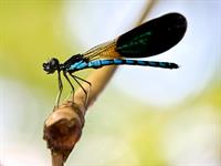 shutterstock_2501181627_dragonfly_spāre.jpg