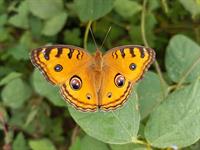 shutterstock_2644507891_butterfly_taurenis.jpg