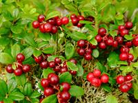 shutterstock_2423859909_cranberry_dzērvenes.jpg