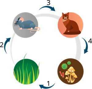 barības ķēdeРесурс 1.png