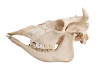 shutterstock_73077037_cow skull_govs galvaskauss.jpg