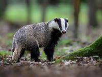 shutterstock_2474954707_badger_āpsis.jpg