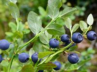 shutterstock_1793377363_blueberries_mellenes.jpg