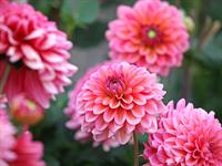 shutterstock_2184761201_dahlia_dālijas.jpg