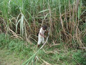 sugarcane.jpg